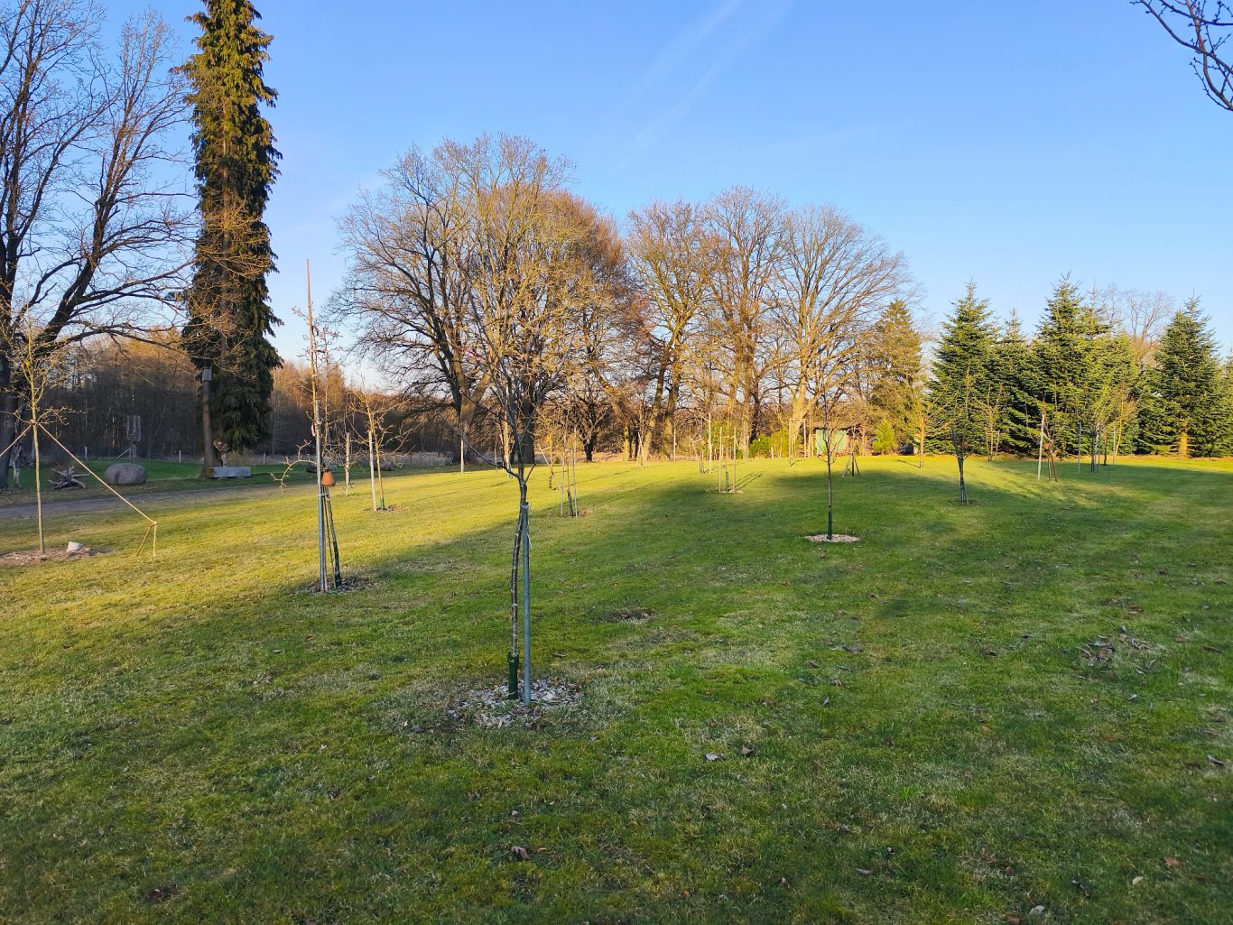 Rasenpflege und Baumpflanzungen Rasenpflege für ihren Garten